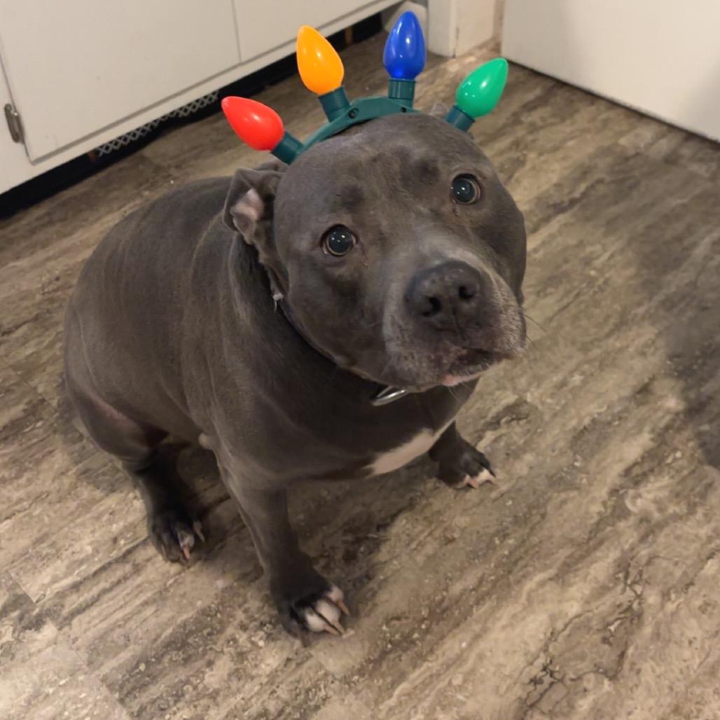 Blueberry thumbnail 4