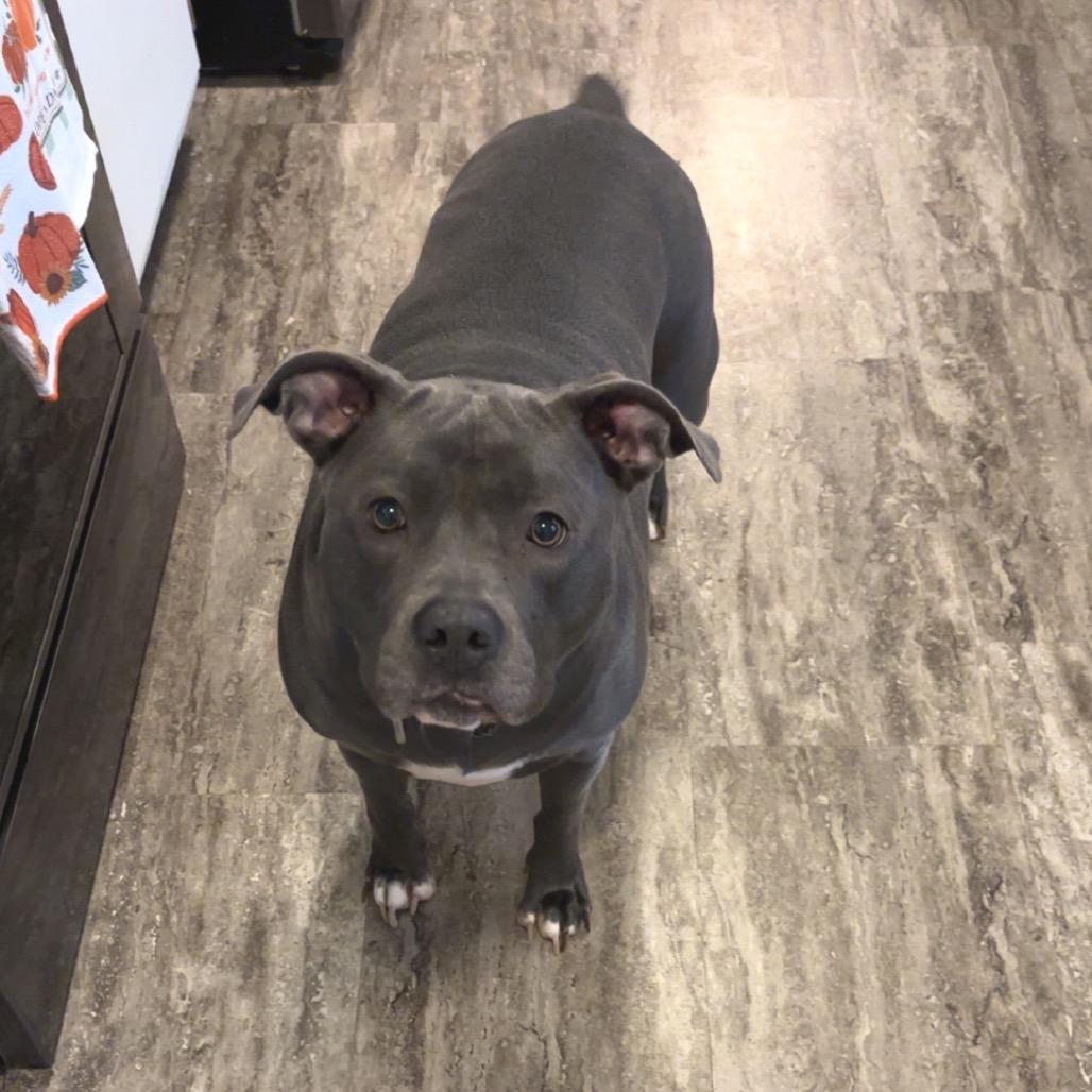 Blueberry thumbnail 5