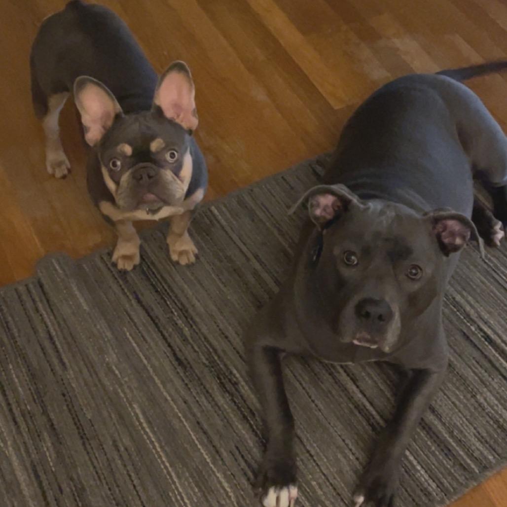 Blueberry thumbnail 6