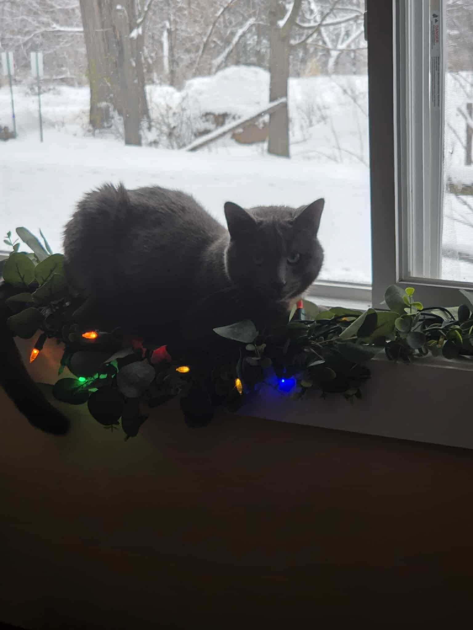 Enlarge Liam, a ADOPTABLE Domestic Short Hair in Ashton, ON image 3/3