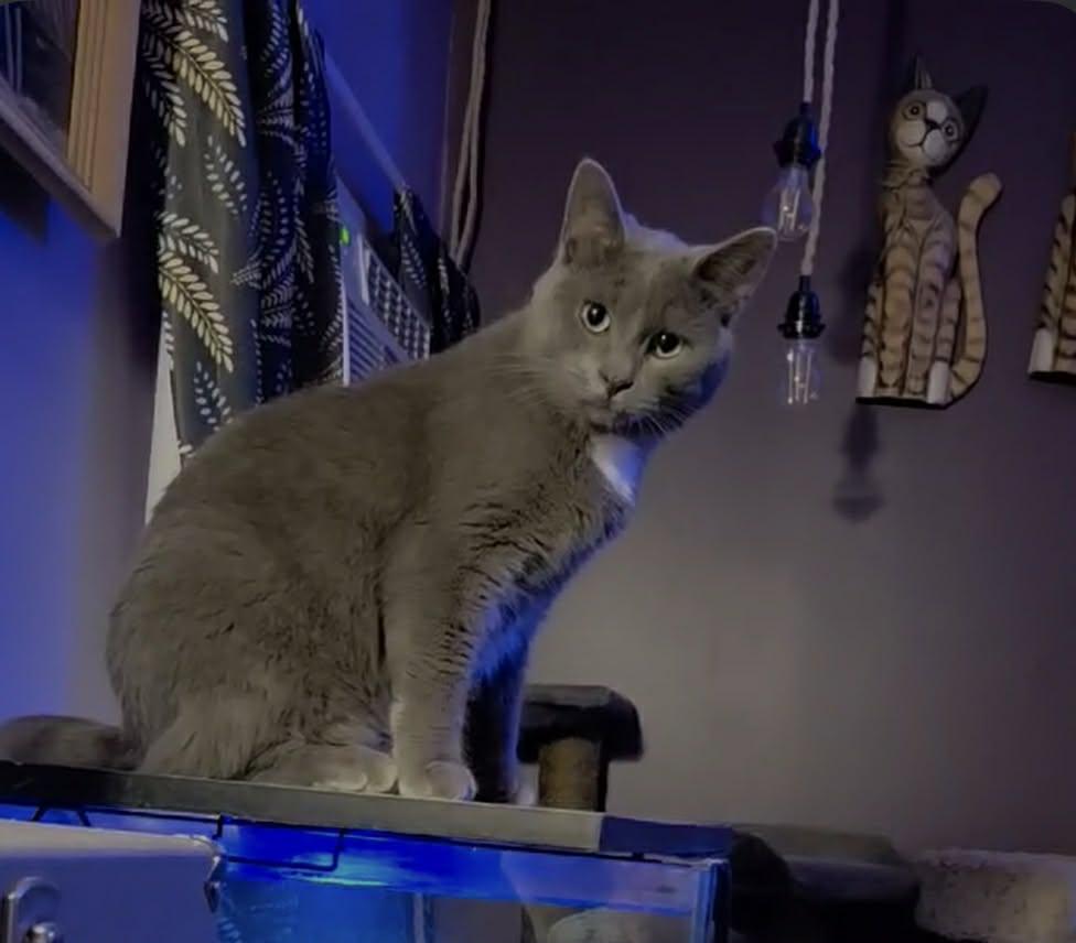 Enlarge Liam, a ADOPTABLE Domestic Short Hair in Ashton, ON image 1/3