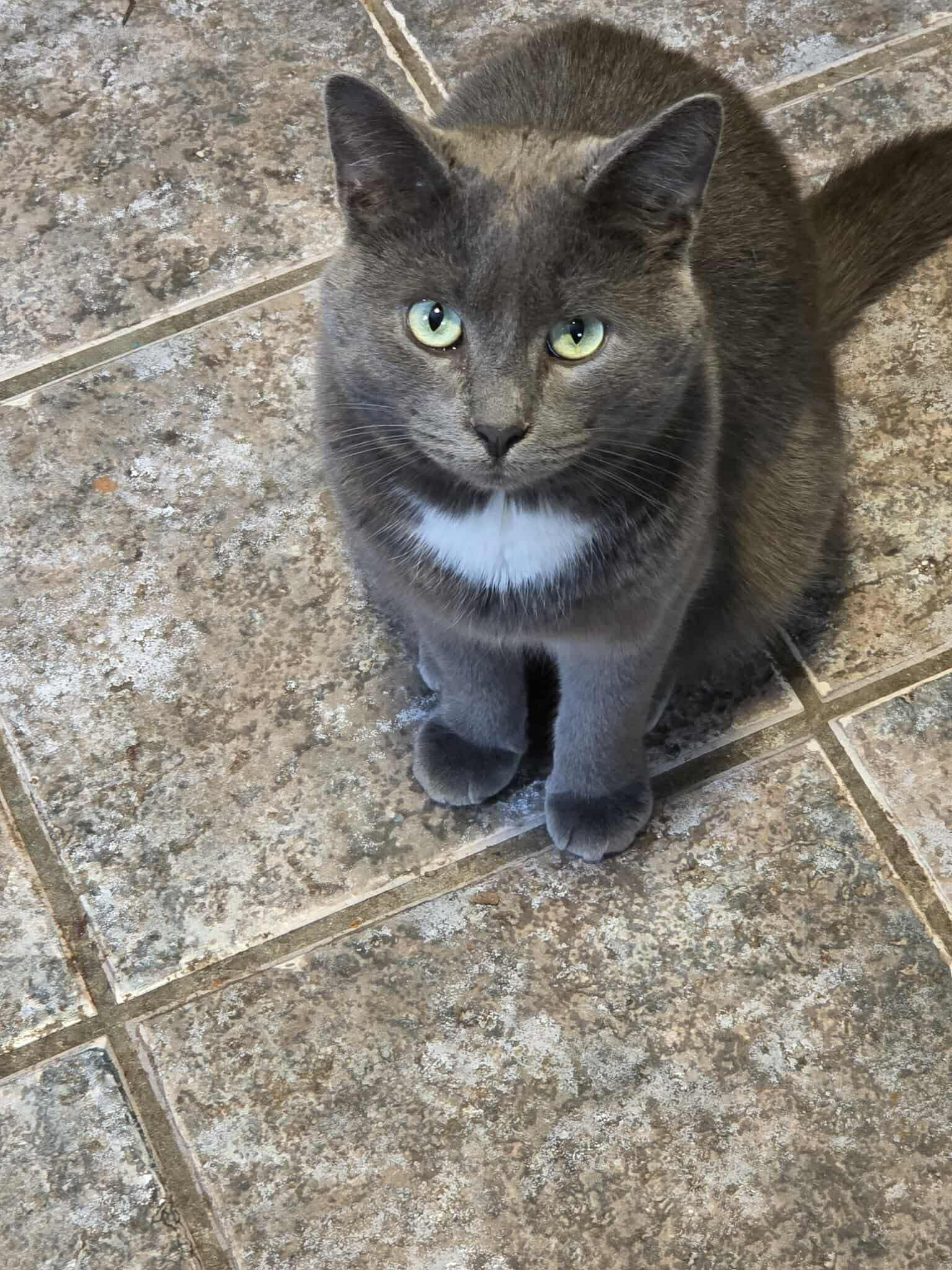 Enlarge Liam, a ADOPTABLE Domestic Short Hair in Ashton, ON image 2/3