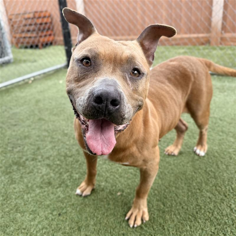 Annie, Adoptable, Adult Female Pit Bull Terrier.