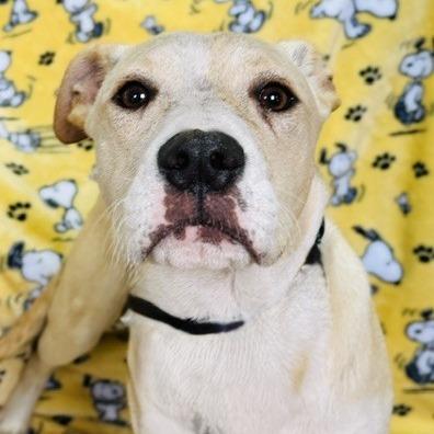 Ilyas, a Adoptable Mixed Breed in Williston, FL image 1/5
