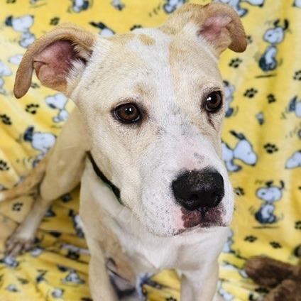 Ilyas, a Adoptable Mixed Breed in Williston, FL image 2/5