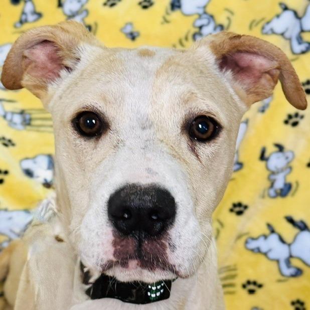 Ilyas, a Adoptable Mixed Breed in Williston, FL image 3/5