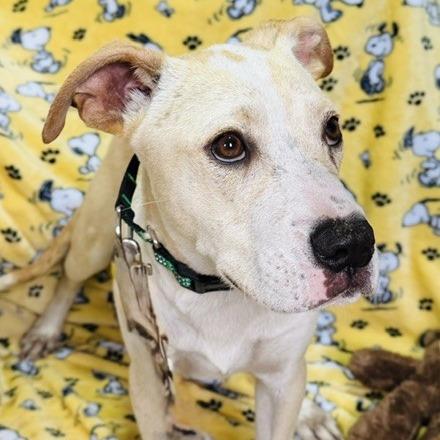Ilyas, a Adoptable Mixed Breed in Williston, FL image 4/5