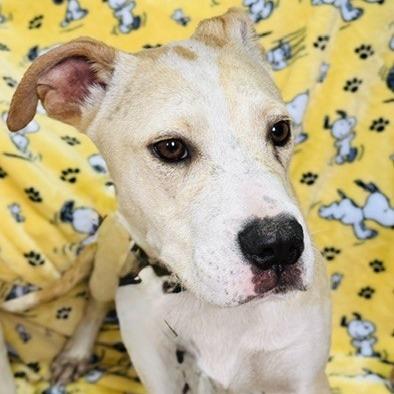 Ilyas, a Adoptable Mixed Breed in Williston, FL image 5/5