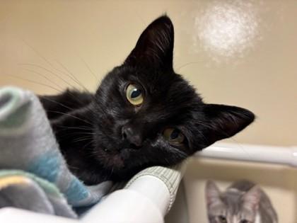 Abbott, Adoptable, Young Female Domestic Short Hair & Domestic Short Hair.