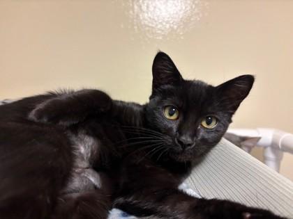 Enlarge Abbott, a Adoptable mixed breed in Everett, WA image 2/2