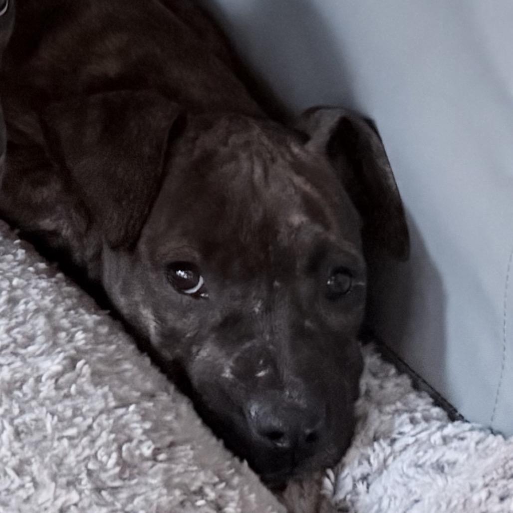 Enlarge Yoshi, a Adoptable mixed breed in Northville, MI image 1/2
