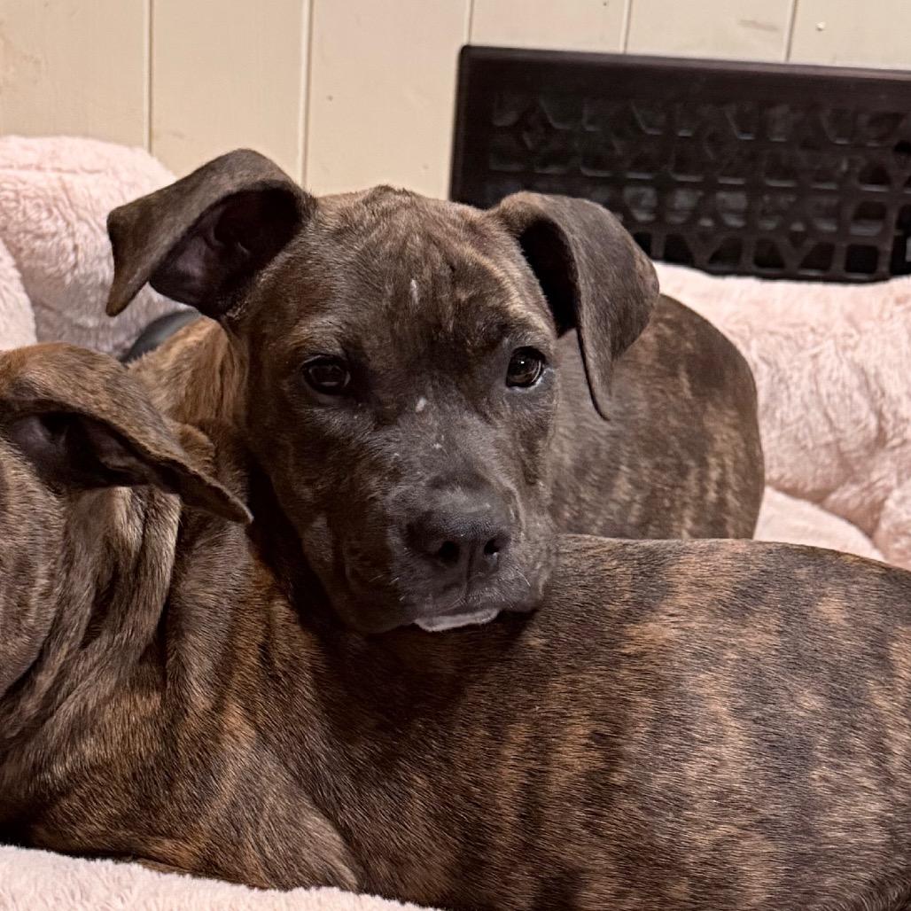 Enlarge Yoshi, a Adoptable mixed breed in Northville, MI image 2/2
