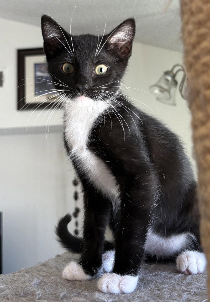 Zinger, Adoptable, Kitten Male Domestic Short Hair.