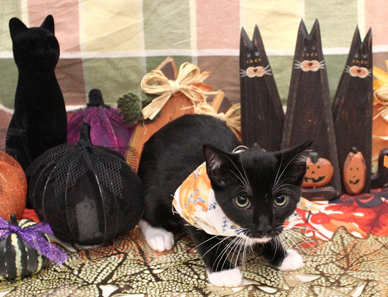 Enlarge Zinger, a Adoptable Domestic Short Hair in Ventura, CA image 2/3