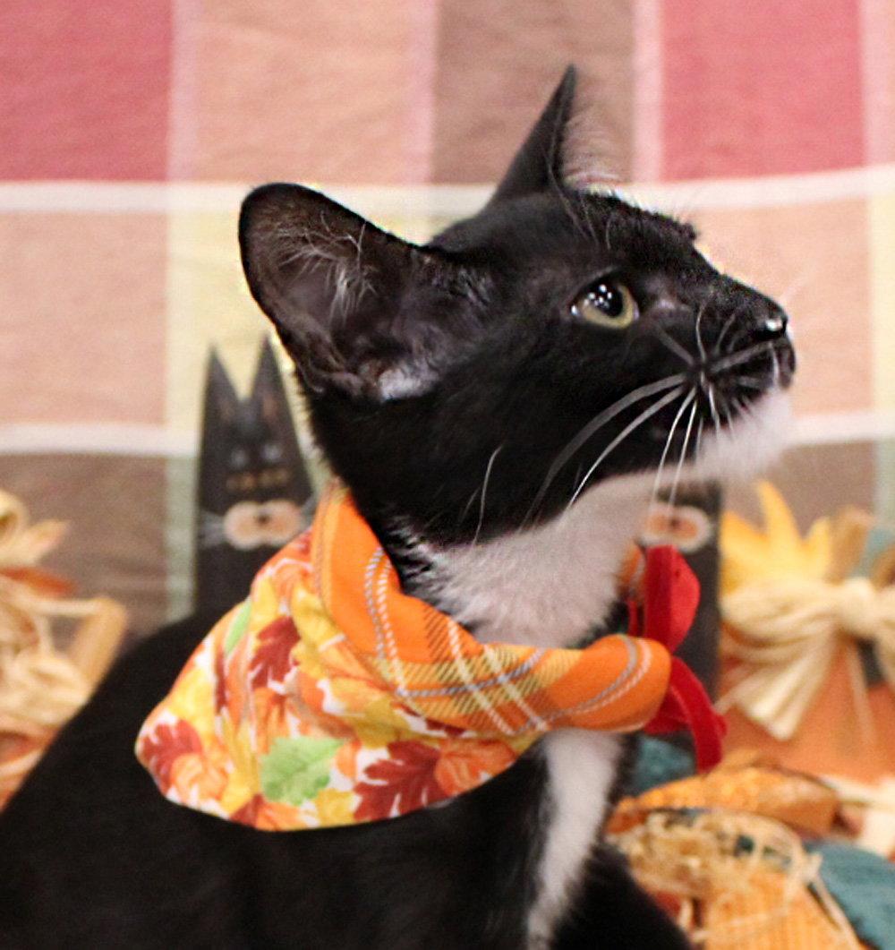 Enlarge Zinger, a Adoptable Domestic Short Hair in Ventura, CA image 3/3