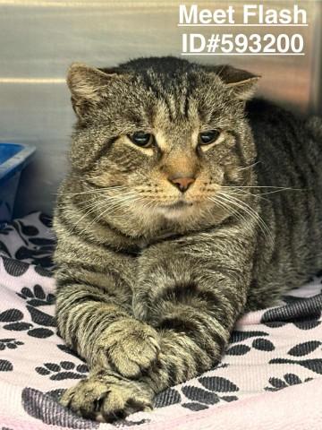 Enlarge Flash, a Adopted Domestic Short Hair in Ashland, VA image 1/1