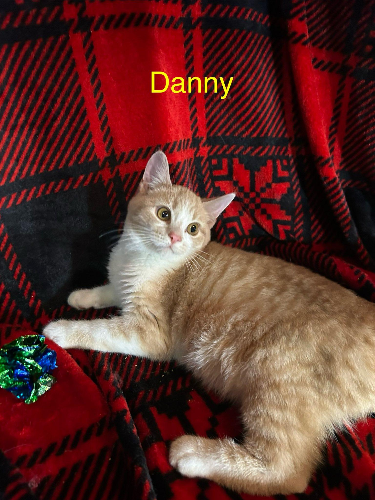 Enlarge Danny, a ADOPTABLE Domestic Short Hair in Herculaneum, MO image 1/1