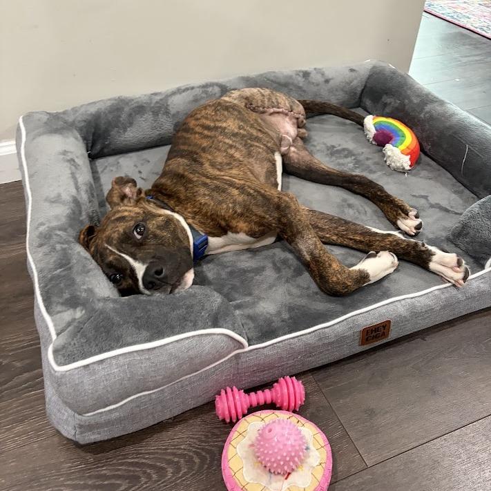 Enlarge Hopper, a Adoptable mixed breed in North Charleston, SC image 1/6