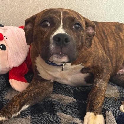 Enlarge Hopper, a Adoptable mixed breed in North Charleston, SC image 2/6