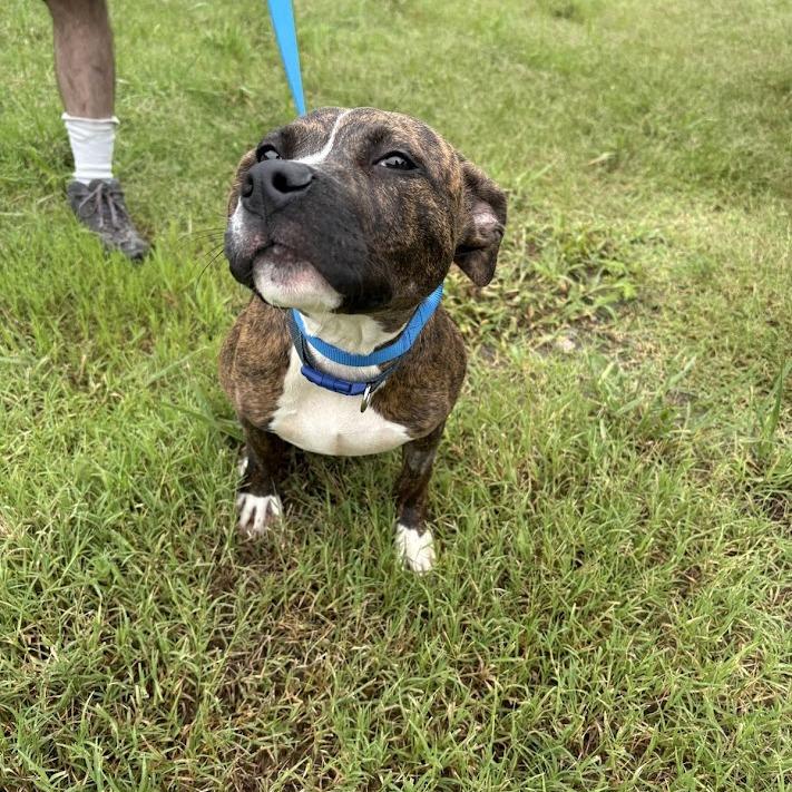 Enlarge Hopper, a Adoptable mixed breed in North Charleston, SC image 3/6