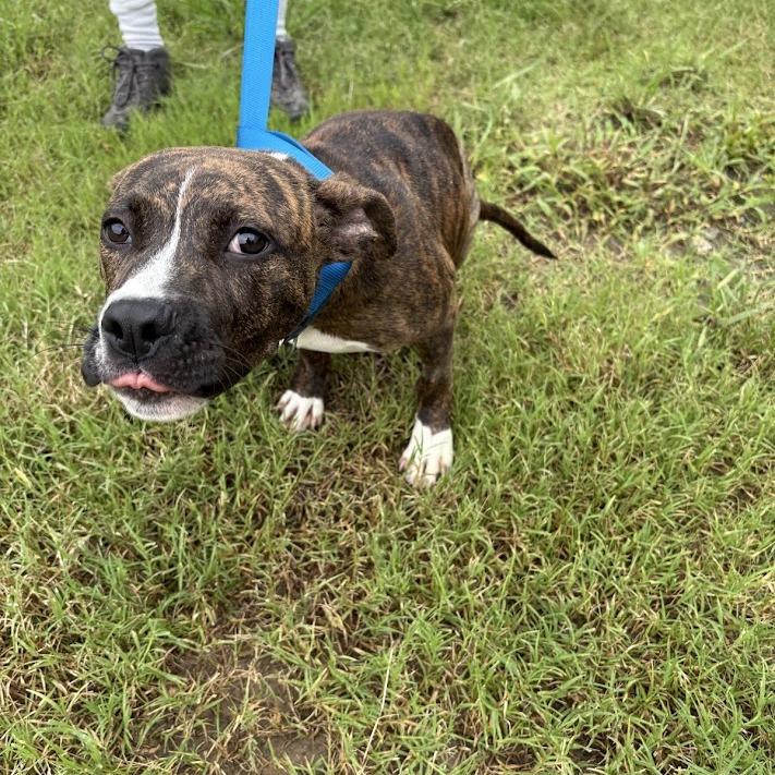 Enlarge Hopper, a Adoptable mixed breed in North Charleston, SC image 4/6