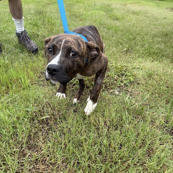 Enlarge Hopper, a Adoptable mixed breed in North Charleston, SC image 5/6