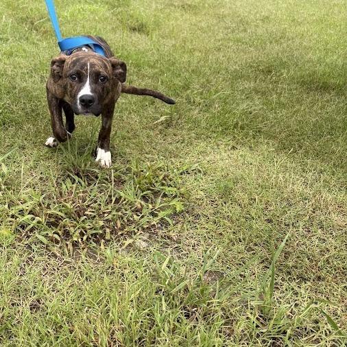 Enlarge Hopper, a Adoptable mixed breed in North Charleston, SC image 6/6