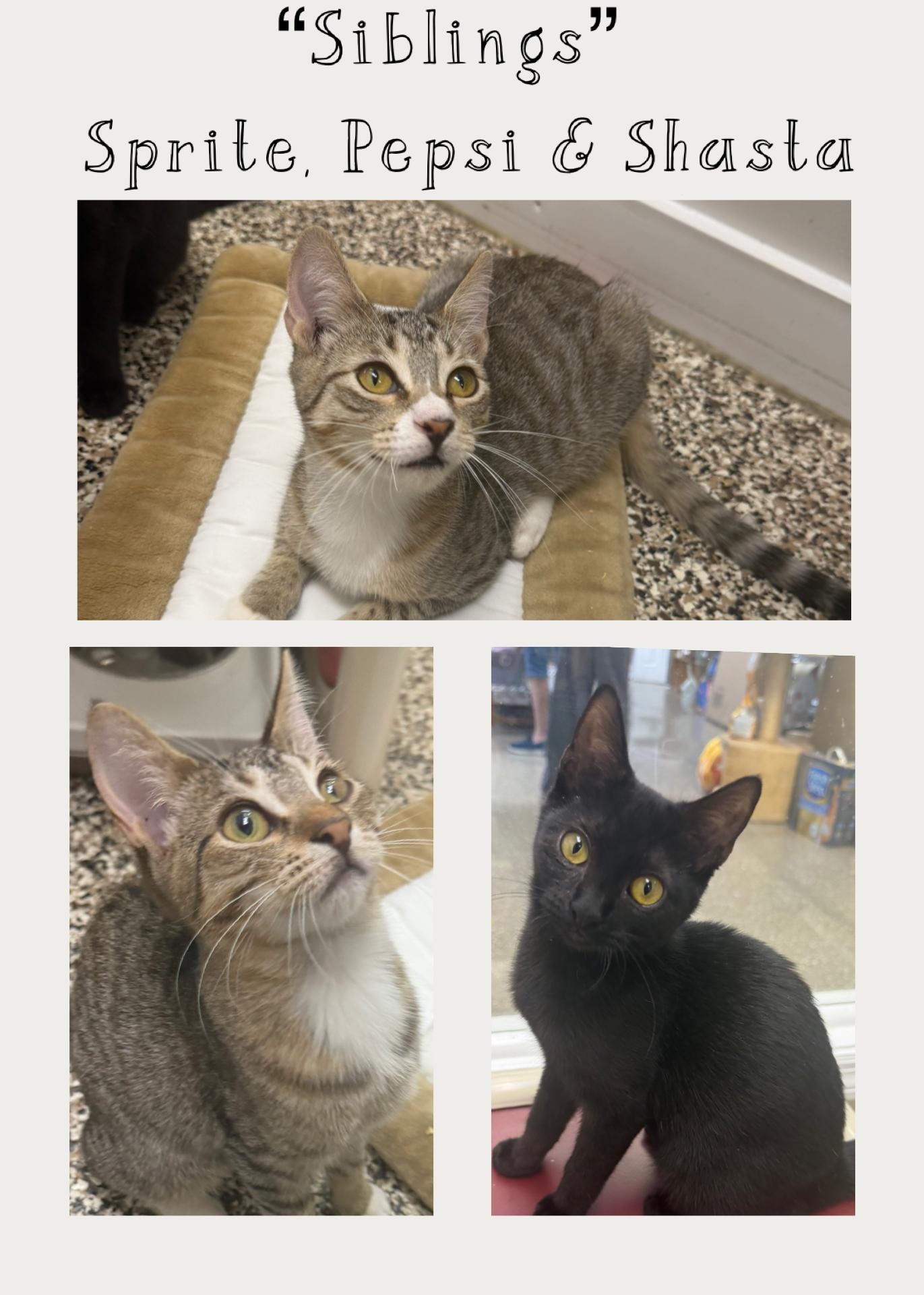 Enlarge Pepsi, Sprite and Shasta, a ADOPTABLE Domestic Short Hair in Fernandina Beach, FL image 1/6