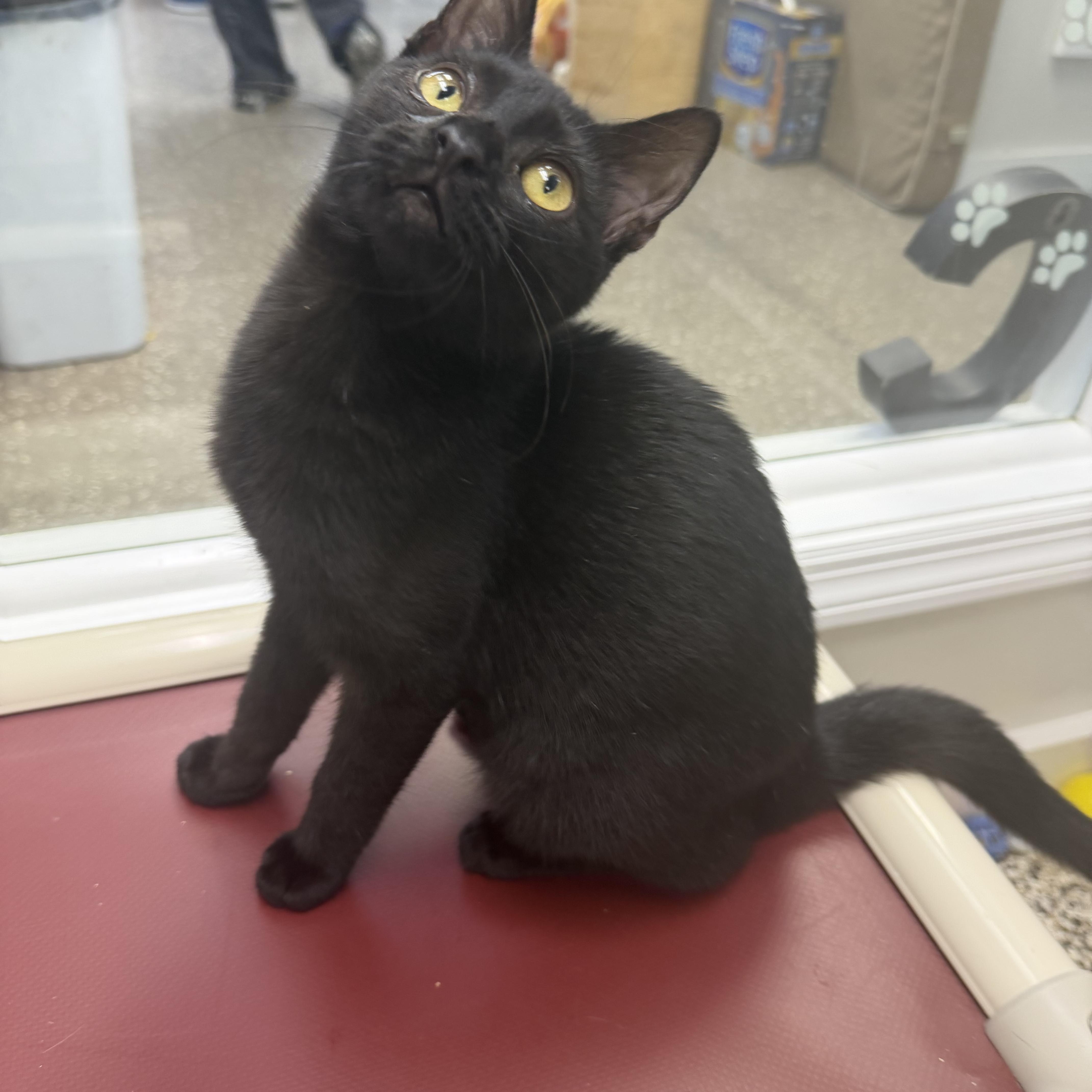 Enlarge Pepsi, Sprite and Shasta, a ADOPTABLE Domestic Short Hair in Fernandina Beach, FL image 5/6