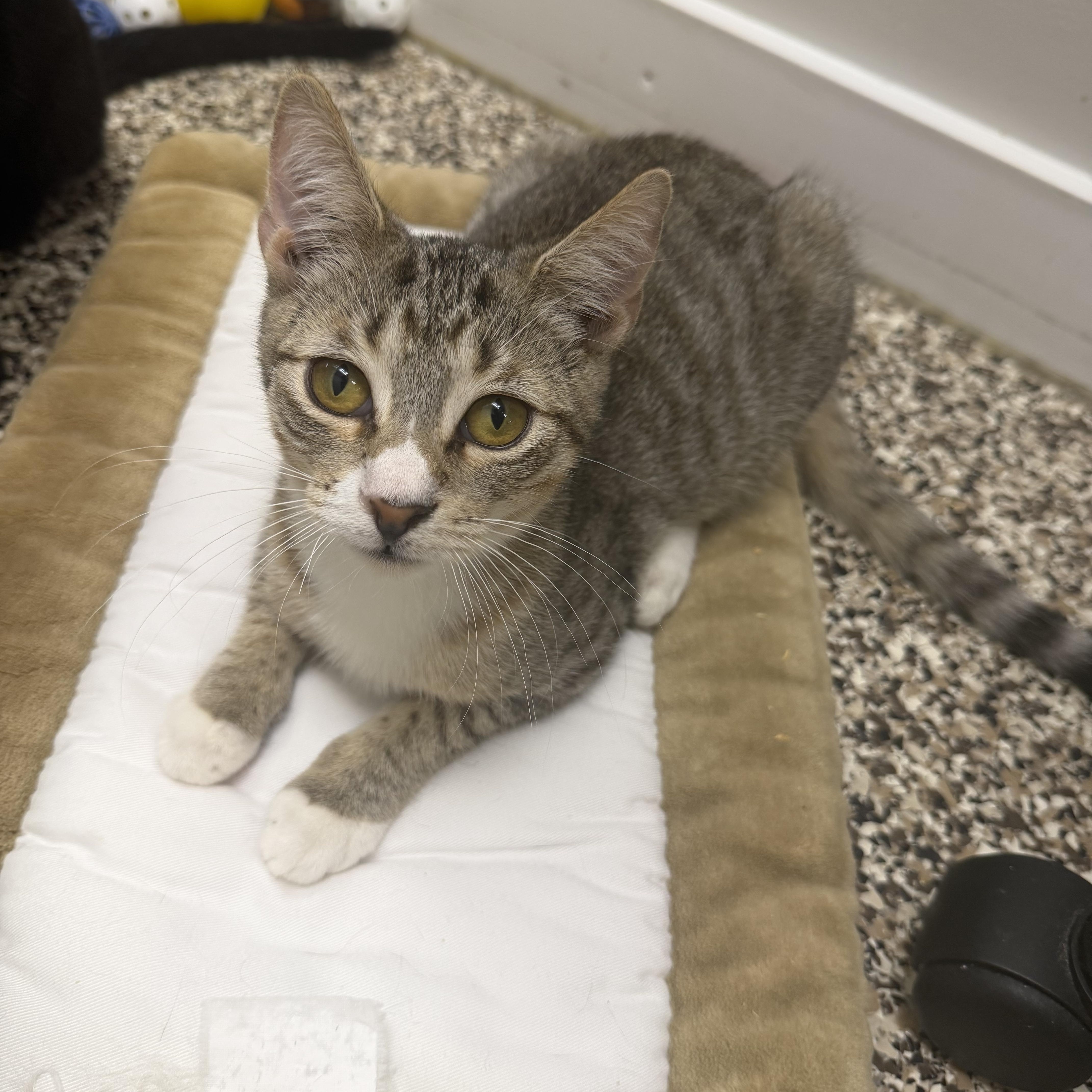 Enlarge Pepsi, Sprite and Shasta, a ADOPTABLE Domestic Short Hair in Fernandina Beach, FL image 4/6