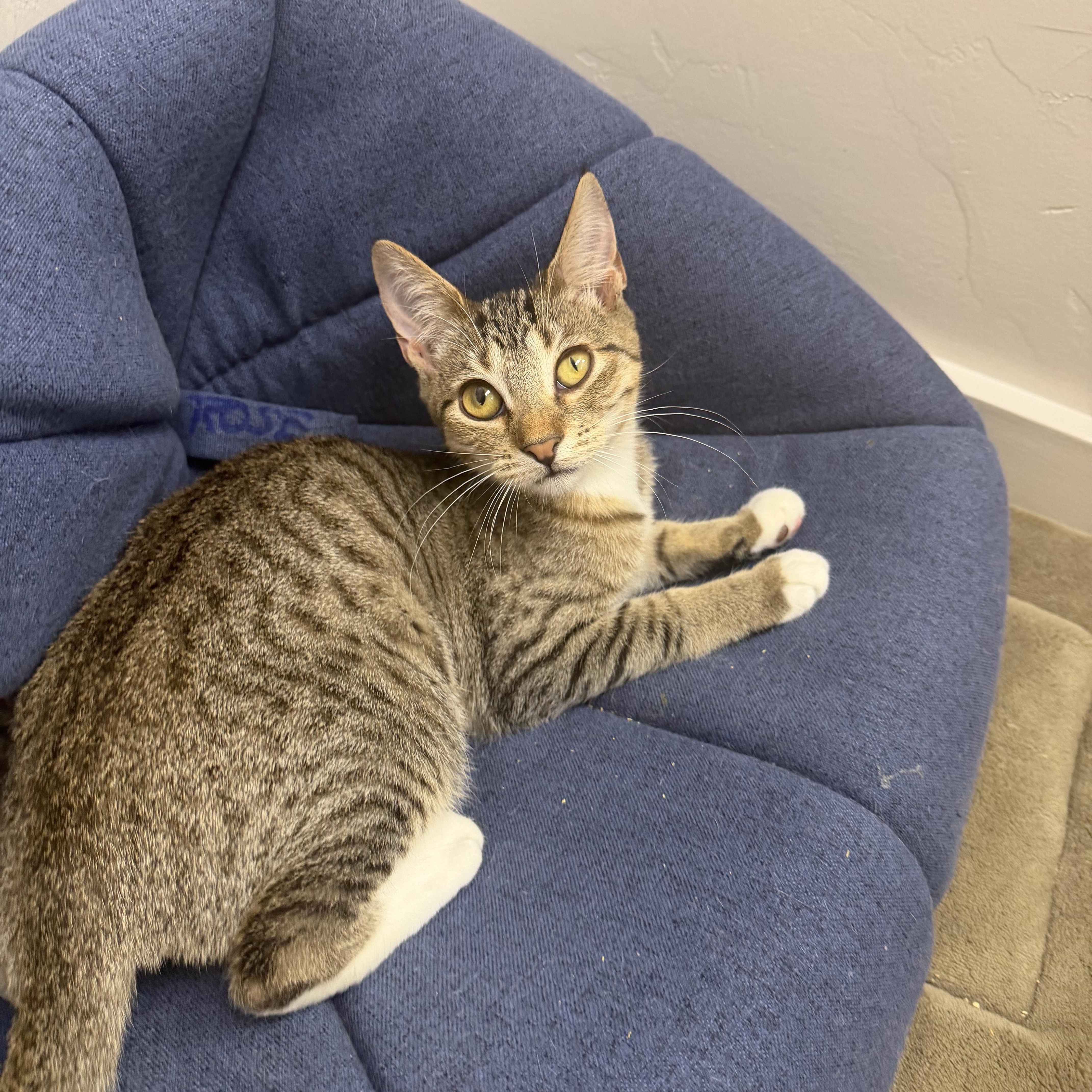 Enlarge Pepsi, Sprite and Shasta, a ADOPTABLE Domestic Short Hair in Fernandina Beach, FL image 6/6