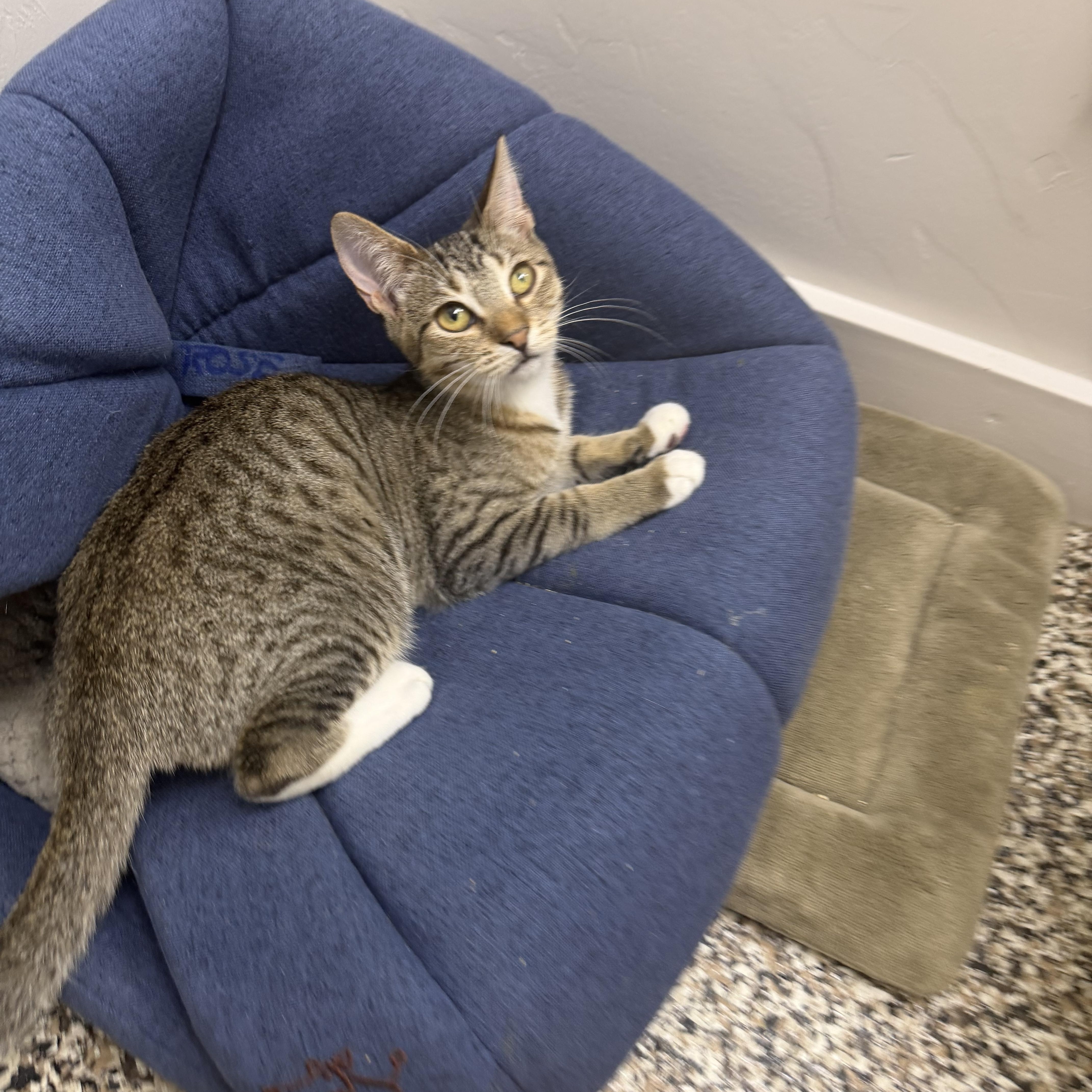 Enlarge Pepsi, Sprite and Shasta, a ADOPTABLE Domestic Short Hair in Fernandina Beach, FL image 3/6