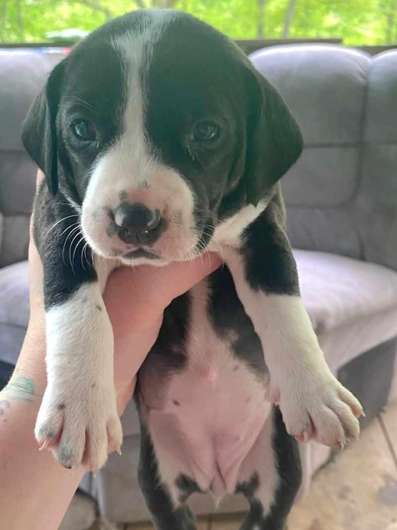 D125 Litter Monica, Adopted, Puppy Female Beagle & Labrador Retriever.