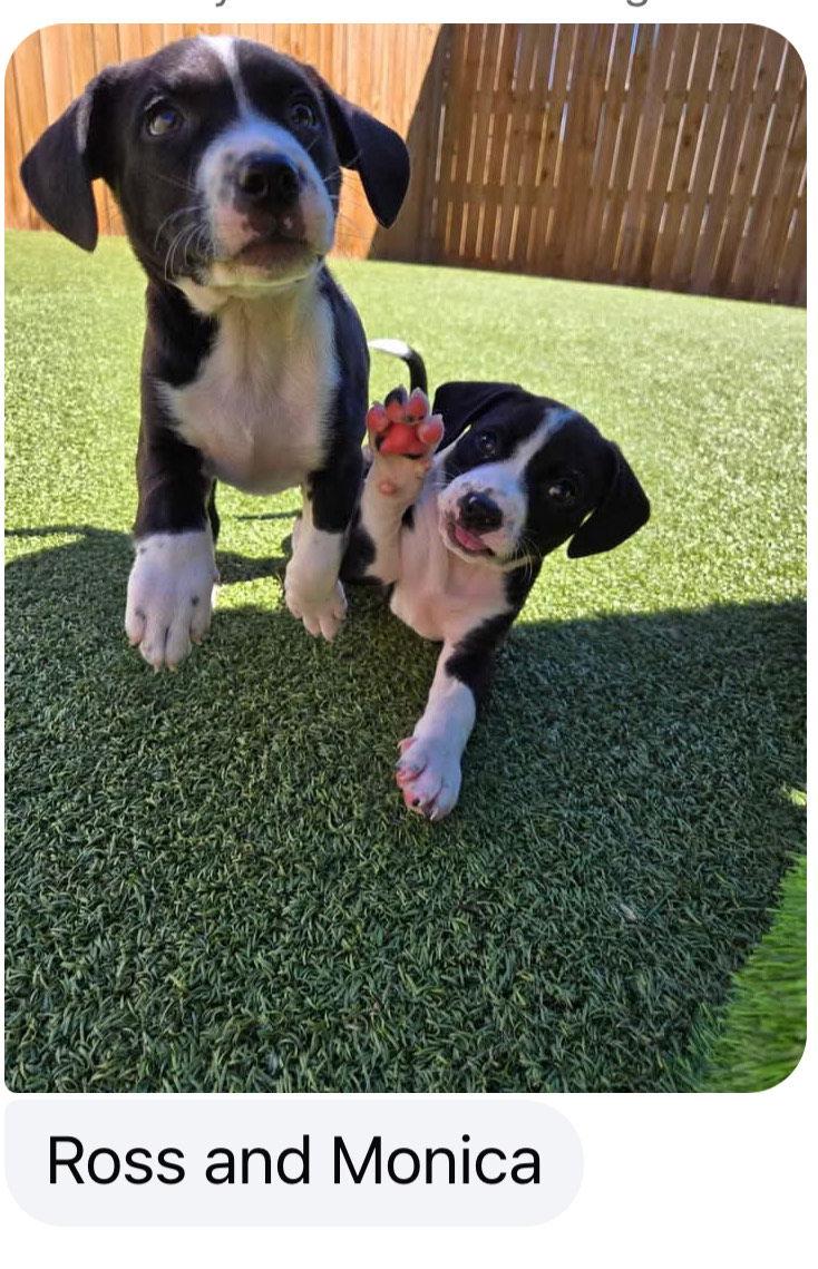 D125 Litter Monica, a Adopted mixed breed in Livonia, MI image 2/3