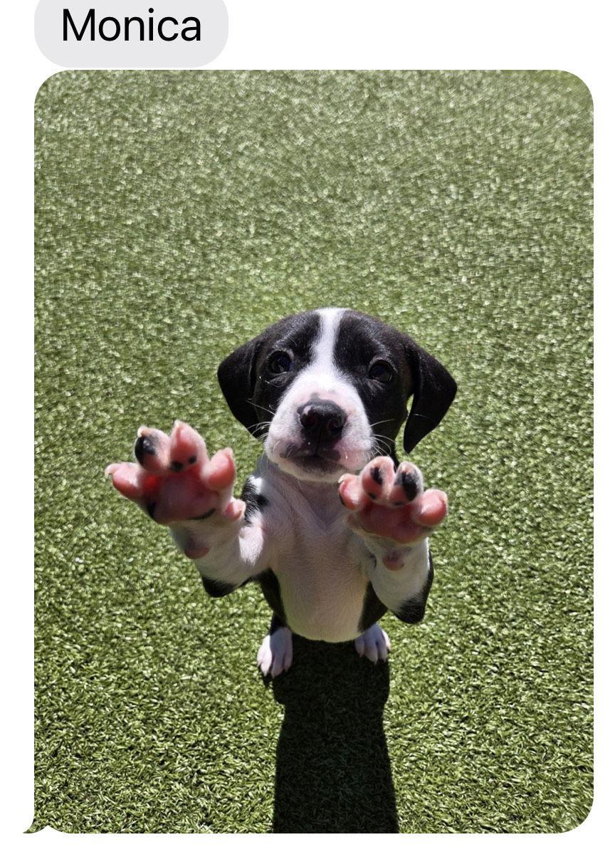 D125 Litter Monica, a Adopted mixed breed in Livonia, MI image 3/3