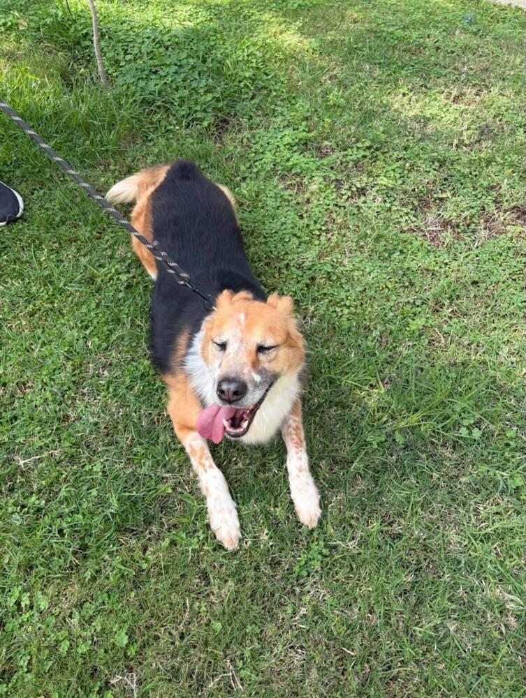 NENA, Adoptable, Adult Female Border Collie & Shetland Sheepdog / Sheltie.