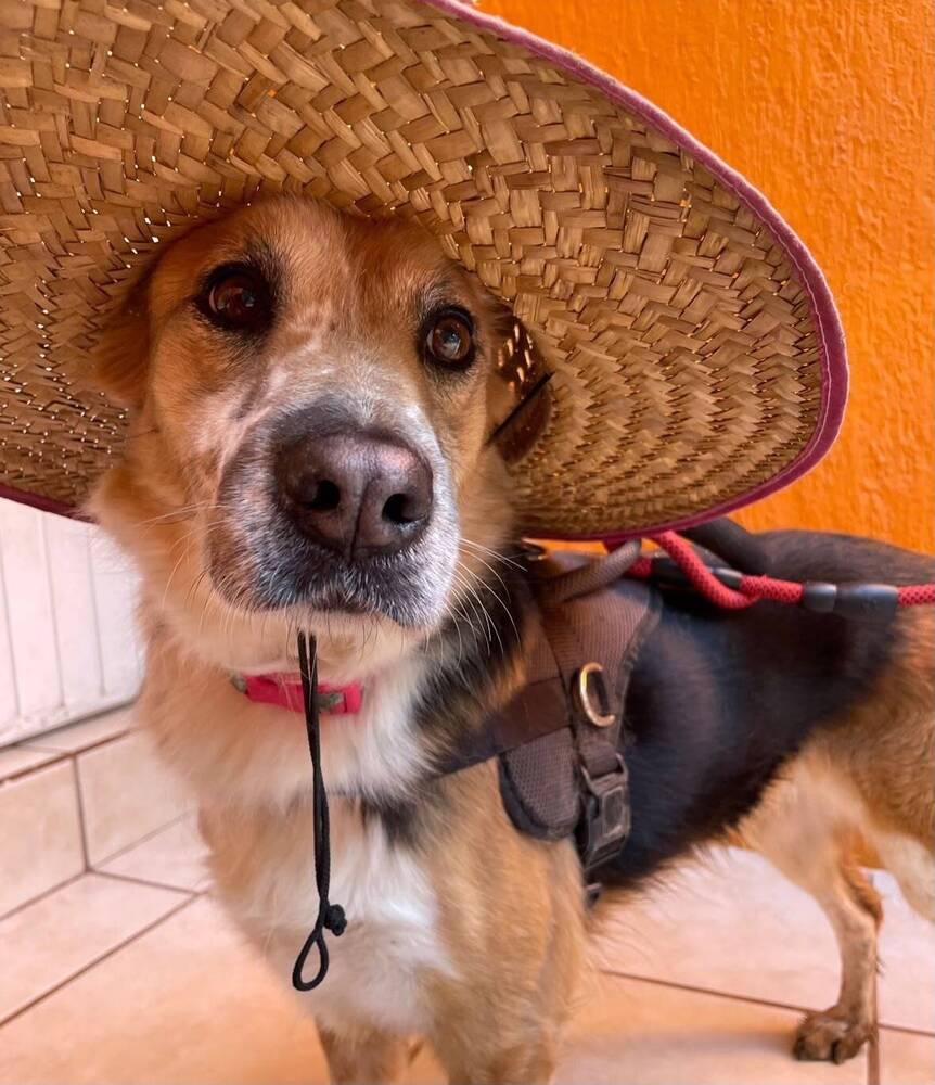 Enlarge NENA, a Adoptable mixed breed in Langley, BC image 2/6