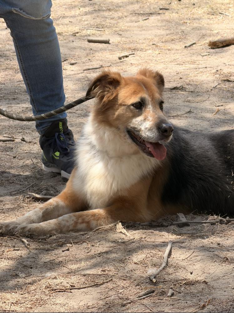 NENA, Adoptable, Adult Female Border Collie & Shetland Sheepdog / Sheltie.