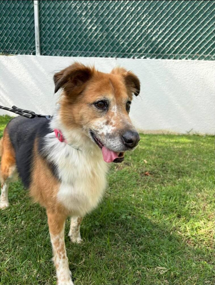 Enlarge NENA, a Adoptable mixed breed in Langley, BC image 4/6