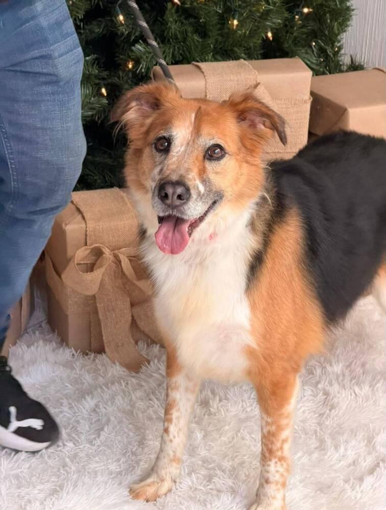 Enlarge NENA, a Adoptable mixed breed in Langley, BC image 5/6