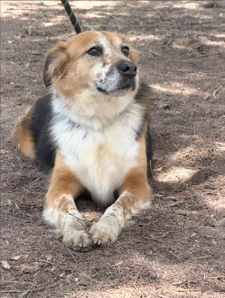 Enlarge NENA, a Adoptable mixed breed in Langley, BC image 2/6