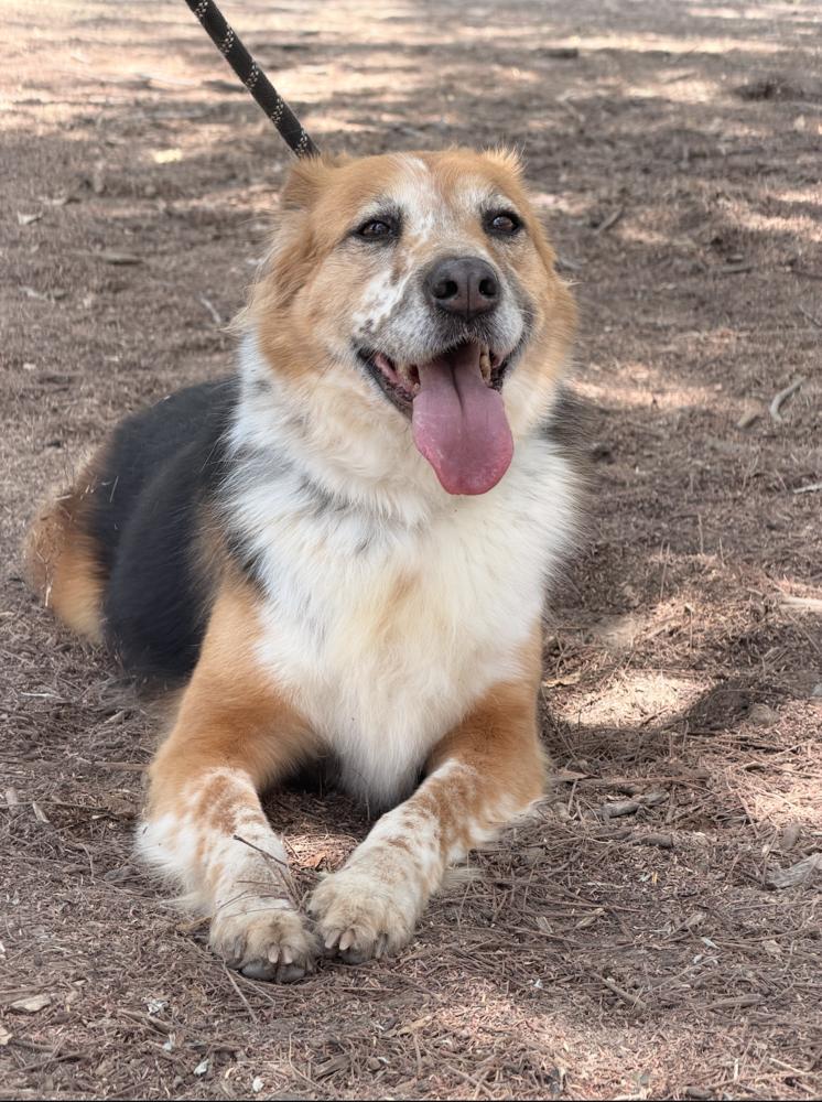 Enlarge NENA, a Adoptable mixed breed in Langley, BC image 5/6