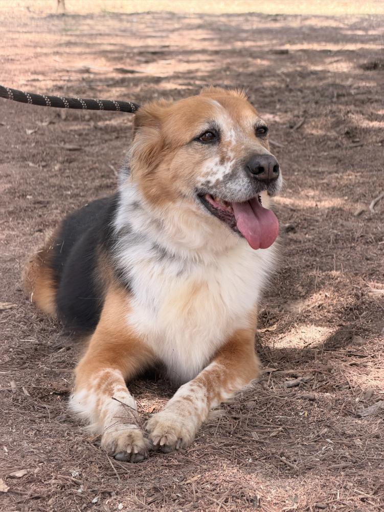 Enlarge NENA, a Adoptable mixed breed in Langley, BC image 6/6