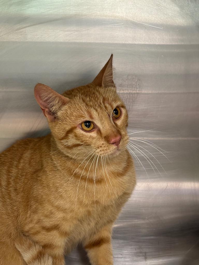 RED, Adoptable, Adult Male Domestic Short Hair.