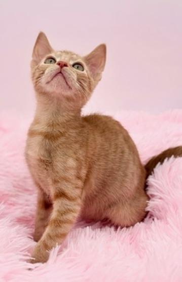 Enlarge Thorn, an adoptable Domestic Short Hair in Covington, LA image 5/6