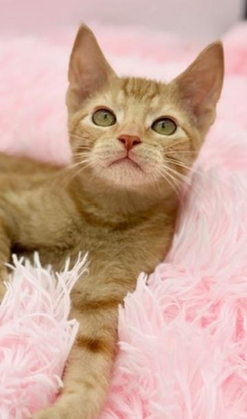 Enlarge Thorn, an adoptable Domestic Short Hair in Covington, LA image 2/6