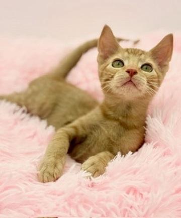 Enlarge Thorn, an adoptable Domestic Short Hair in Covington, LA image 3/6