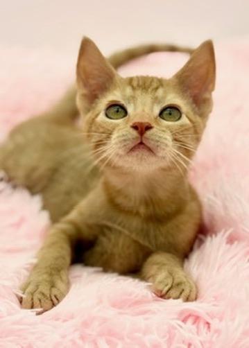 Thorn, adoptable, Kitten Male Domestic Short Hair.