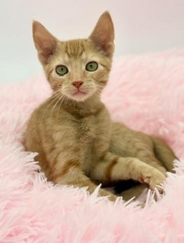 Enlarge Thorn, an adoptable Domestic Short Hair in Covington, LA image 6/6
