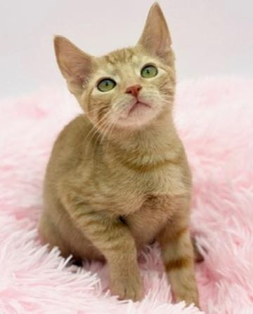 Enlarge Thorn, an adoptable Domestic Short Hair in Covington, LA image 4/6